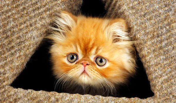Характер и личность персидской кошки
