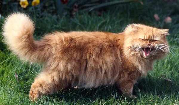 Здоровье персидских кошек