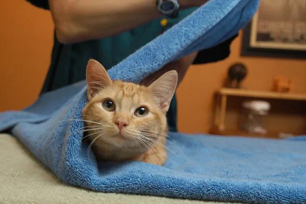 Как правильно завернуть кошку в полотенце