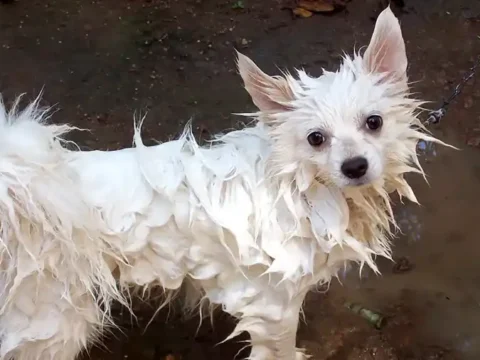 Почему собака плохо пахнет, когда она мокрая