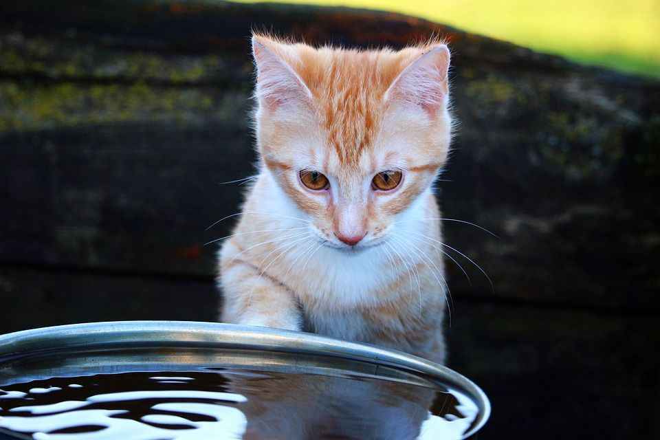 Как купать кошку, если она боится воды