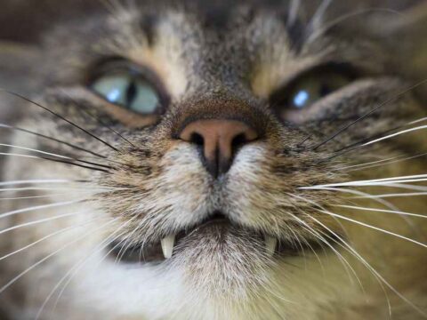Почему у кошки выпадают зубы: причины, что нужно делать