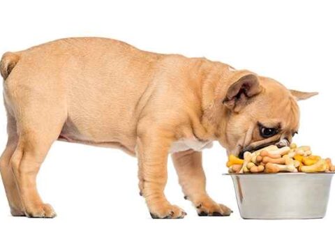 Как правильно кормить щенка кормами?