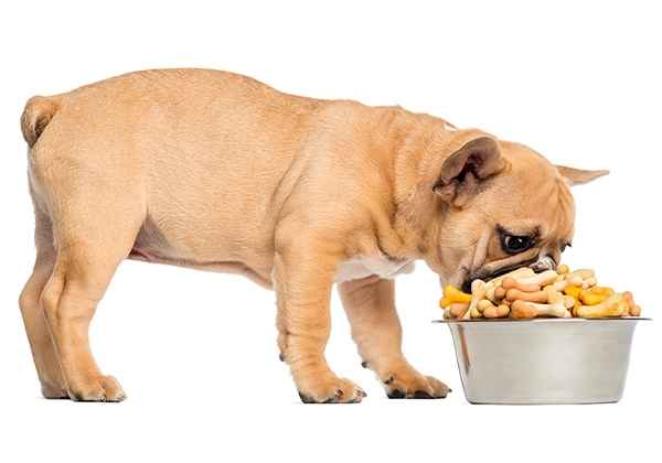 Как правильно кормить щенка кормами?