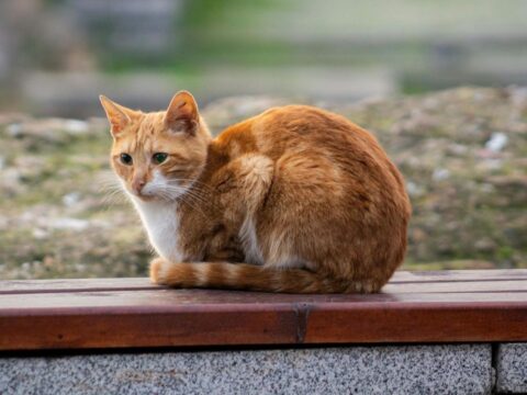 Почему иногда лучше взять в дом кота с улицы, чем породистого