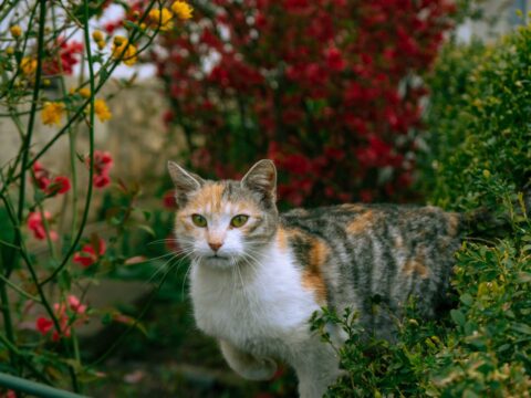 Как отучить кота ходить в туалет на грядки